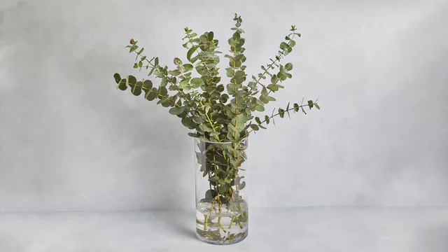 Eucalyptus Bunch
