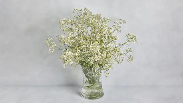 White Baby's Breath Bunch