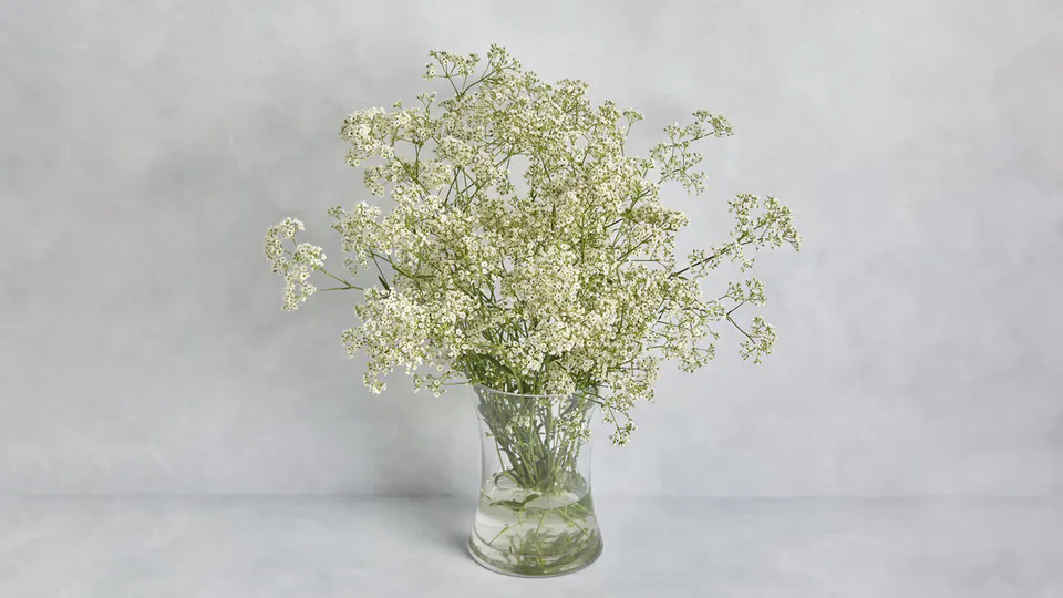 White Baby's Breath Bunch: image 1