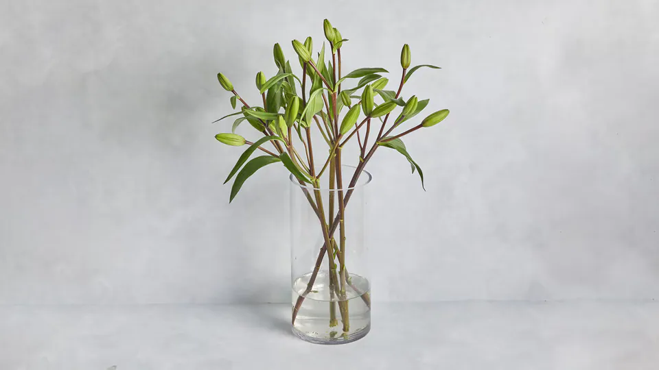 Lily Bunch: image 1