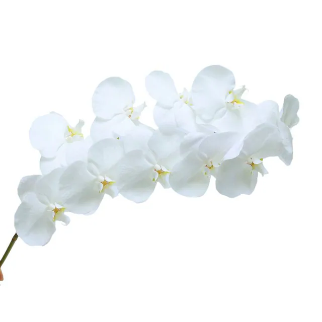 Phalaenopsis Orchid