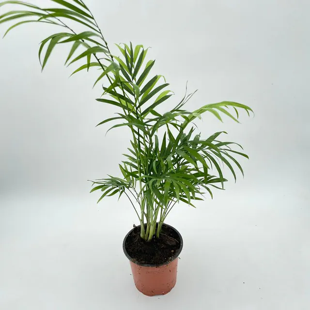 Parlor Palm