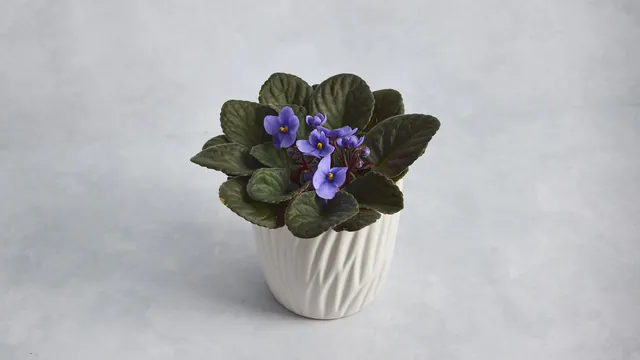 African Violet