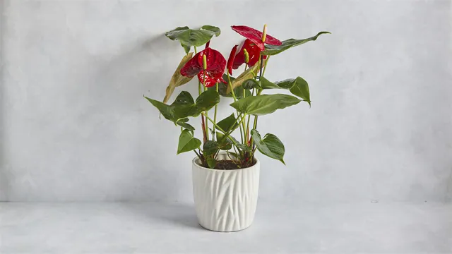 Anthurium