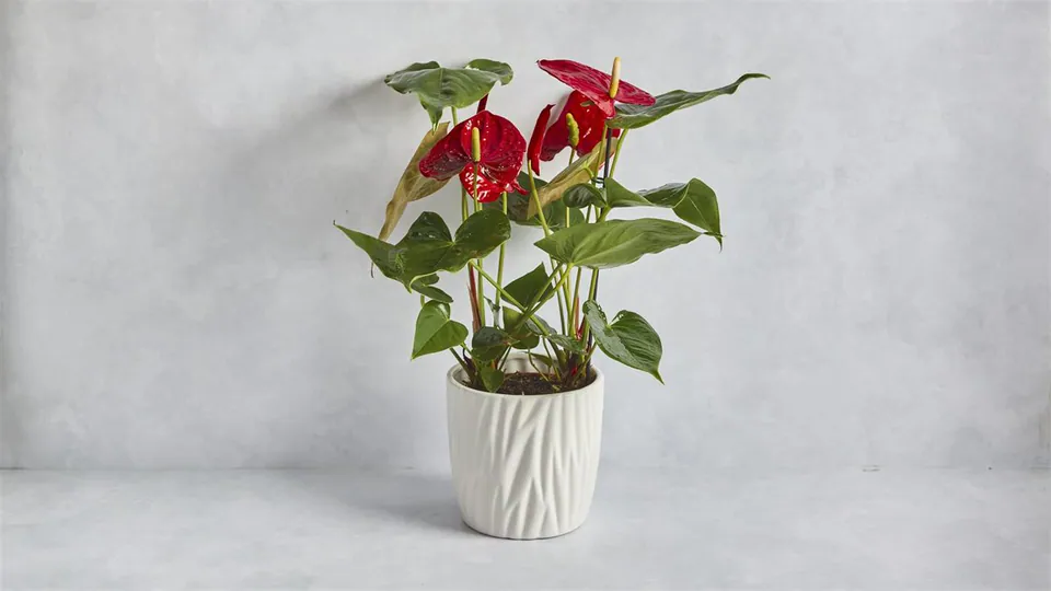 Anthurium: image 1