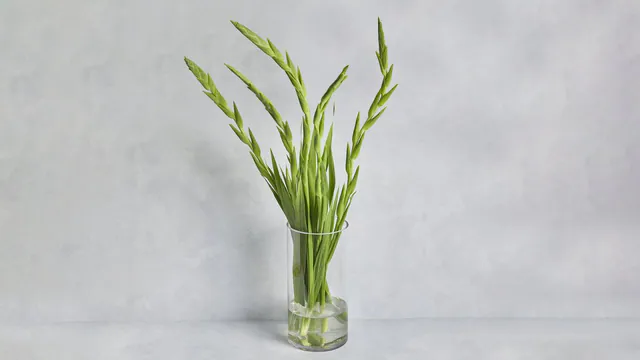 Gladiolus Bunch