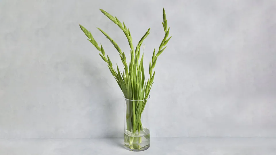 Gladiolus Bunch: image 1