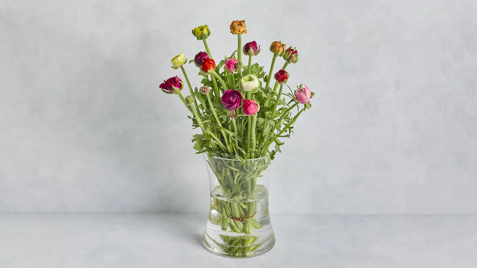 Ranunculus Bunch: image 1