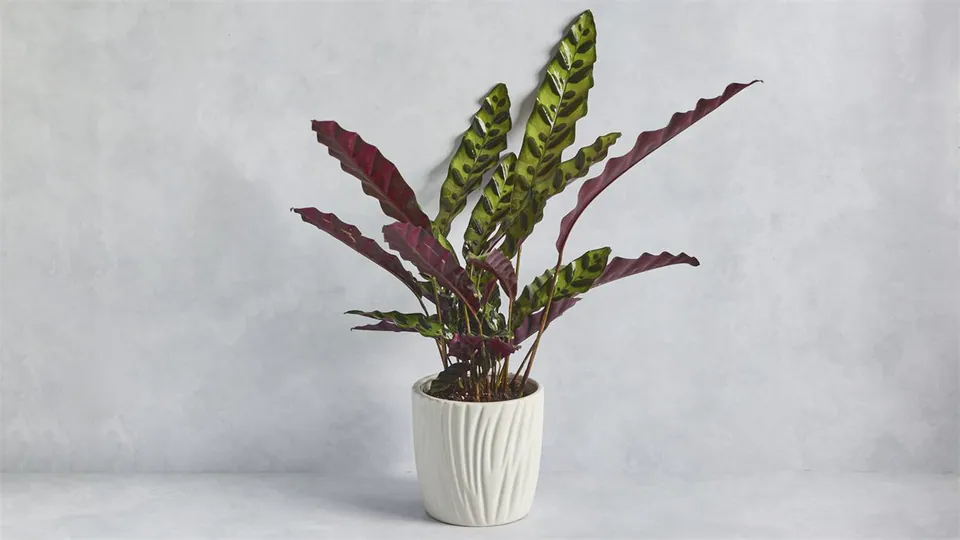 Calathea: image 2
