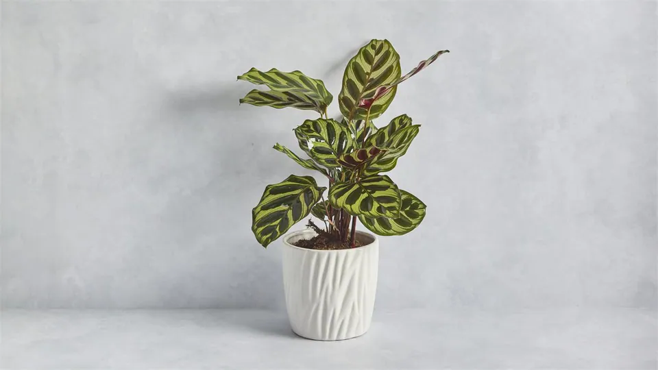 Calathea: image 1
