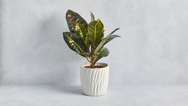 Croton