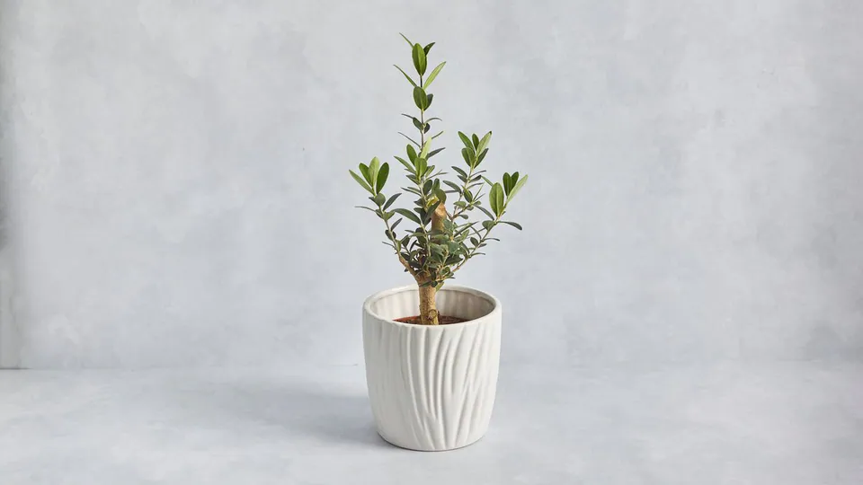 Dwarf Olive Tree: image 1