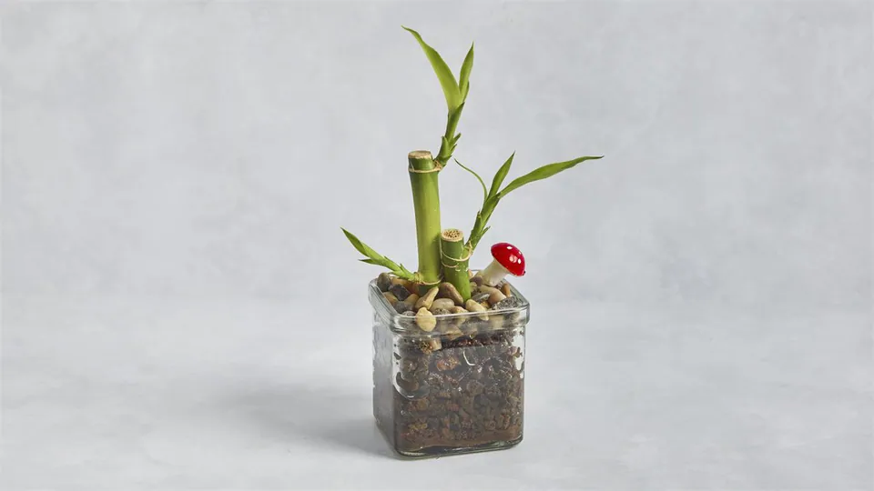 Lucky Bamboo: image 1