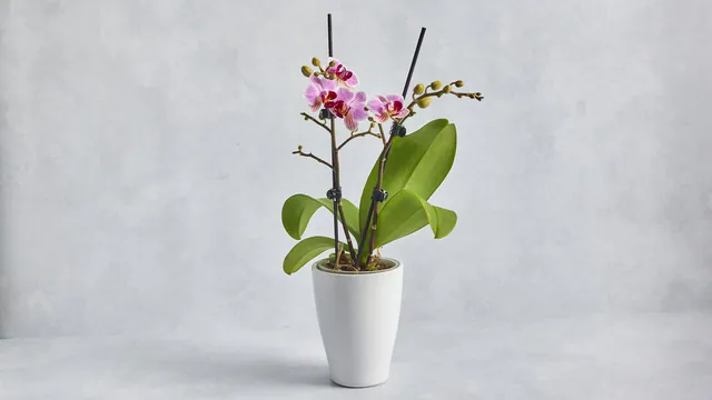 Mini Multi Orchid