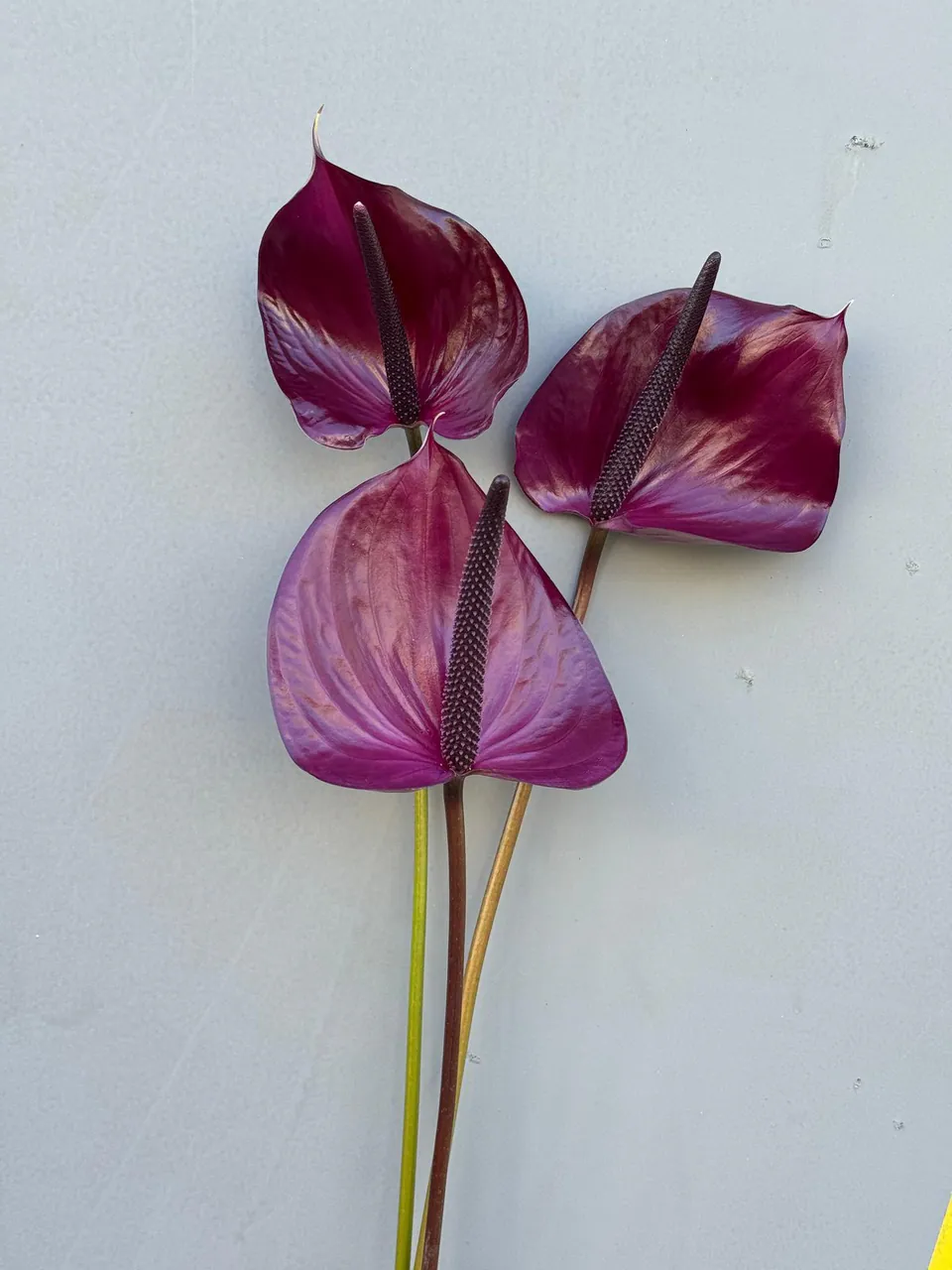 Tige d'anthurium rose