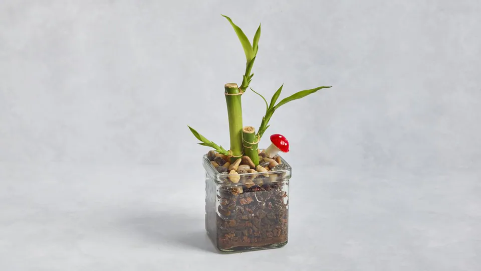 Lucky Bamboo: image 2