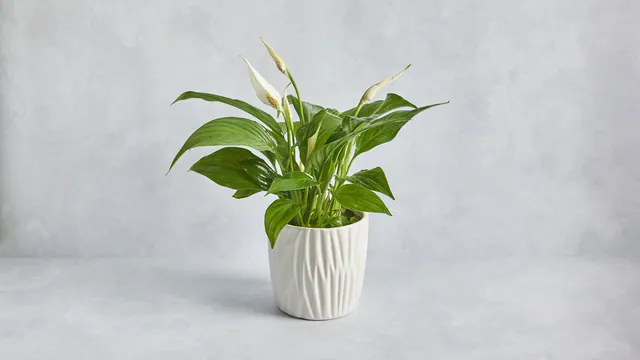 Peace Lily