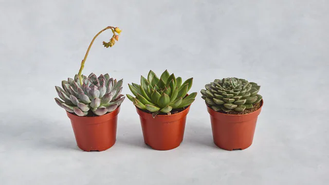 Succulent