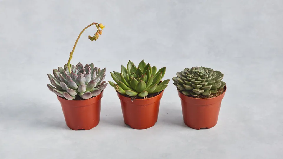 Succulent: image 1