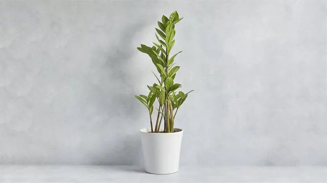 ZZ Plant