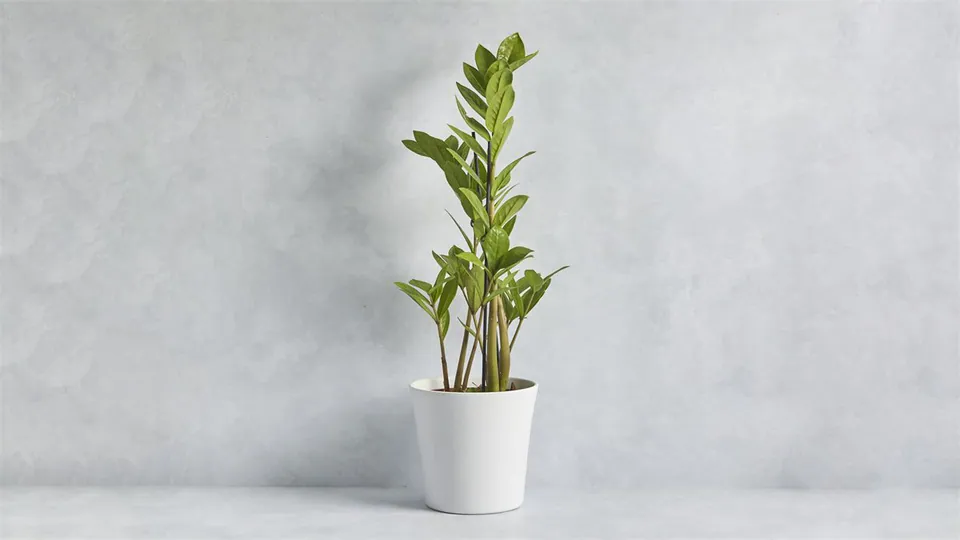 ZZ Plant