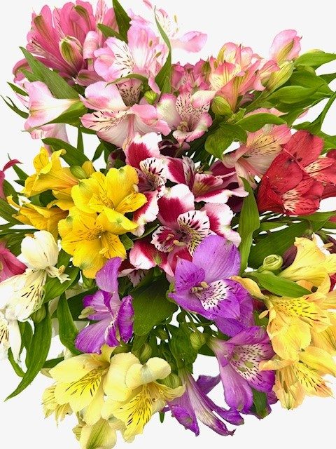 Alstroemeria