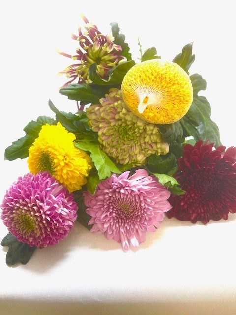 Disbud chrysanthemum