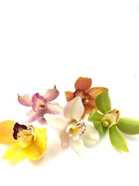 Cymbidium orchid