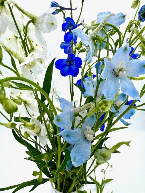 Delphinium