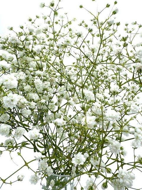 Gypsophila (Baby's breath)