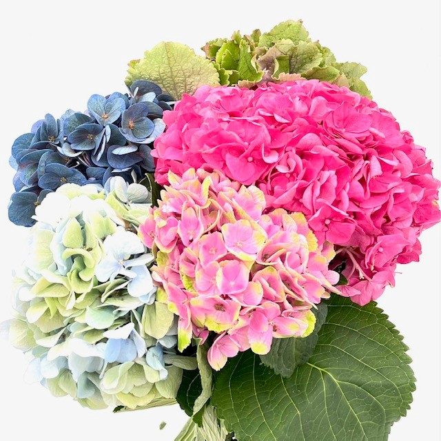 Hydrangea