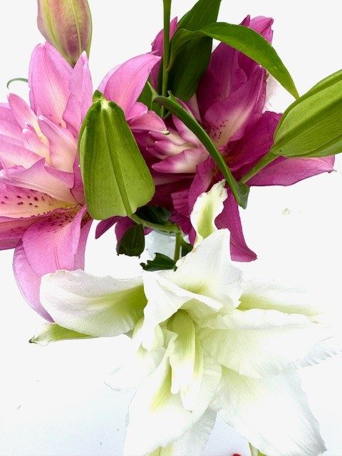 Double oriental lily