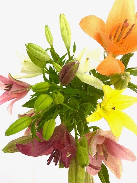 Lily