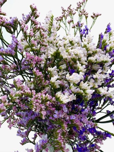 Limonium