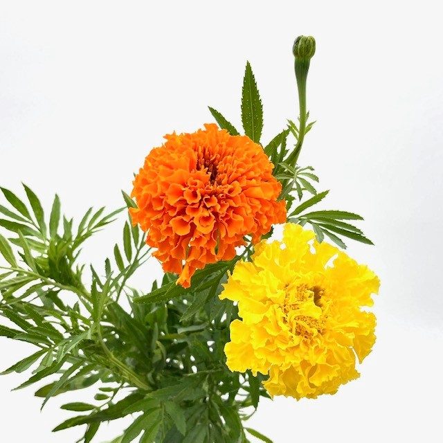 Marigold
