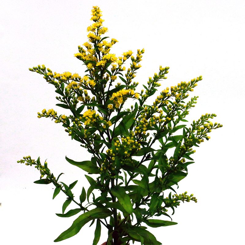 Solidago