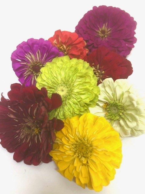 Zinnia
