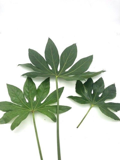 Aralia
