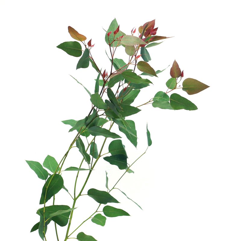 River red eucalyptus
