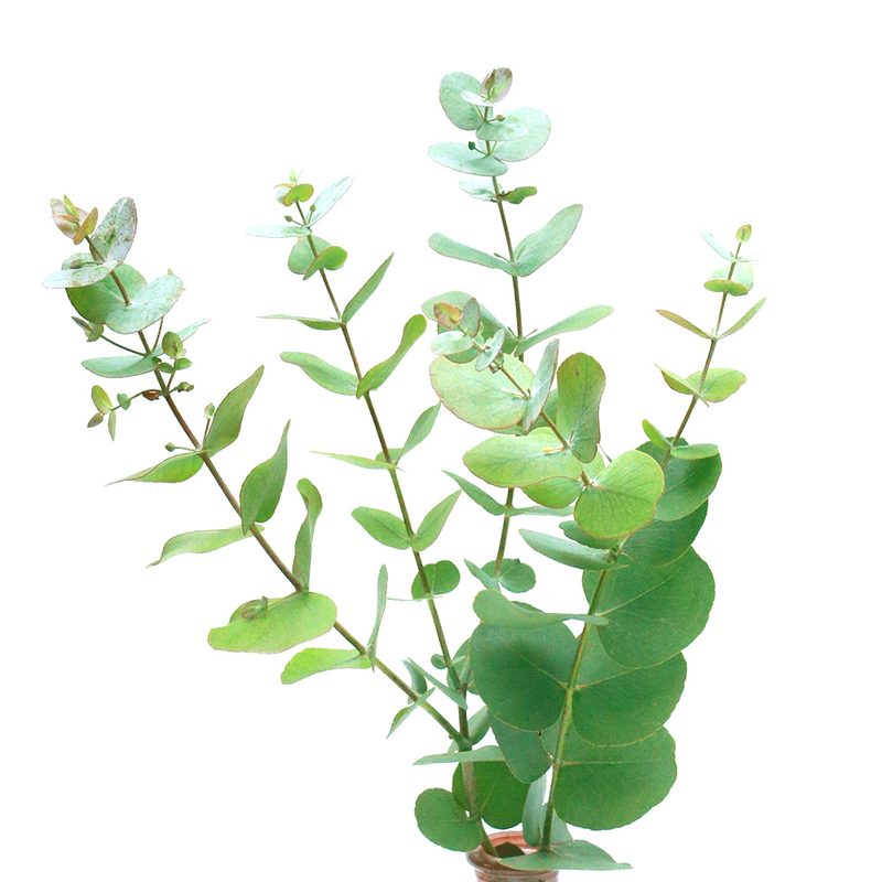 Baby blue eucalyptus