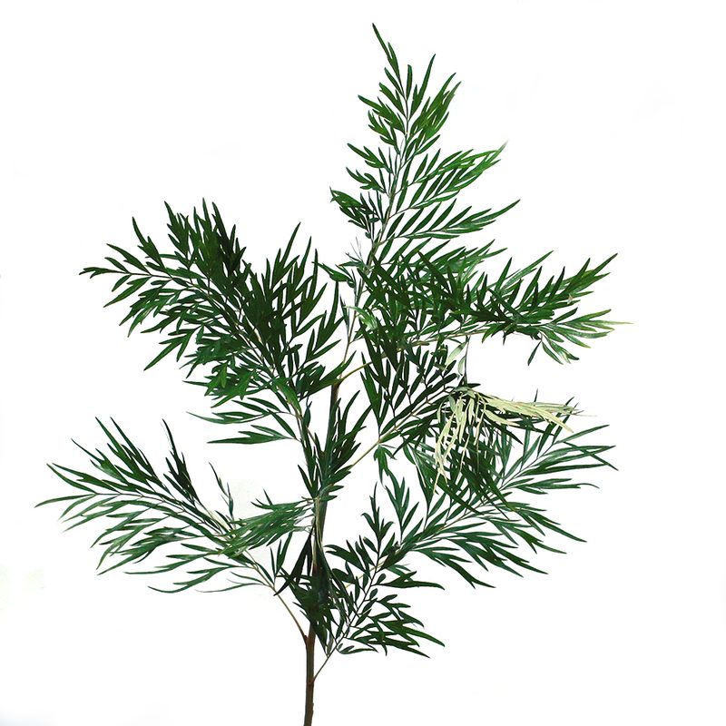 Grevillea