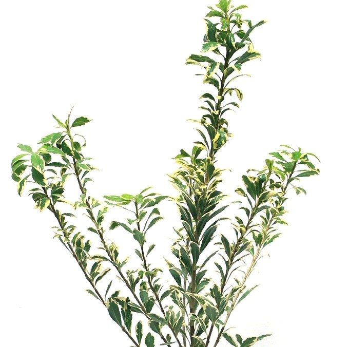 Pittosporum