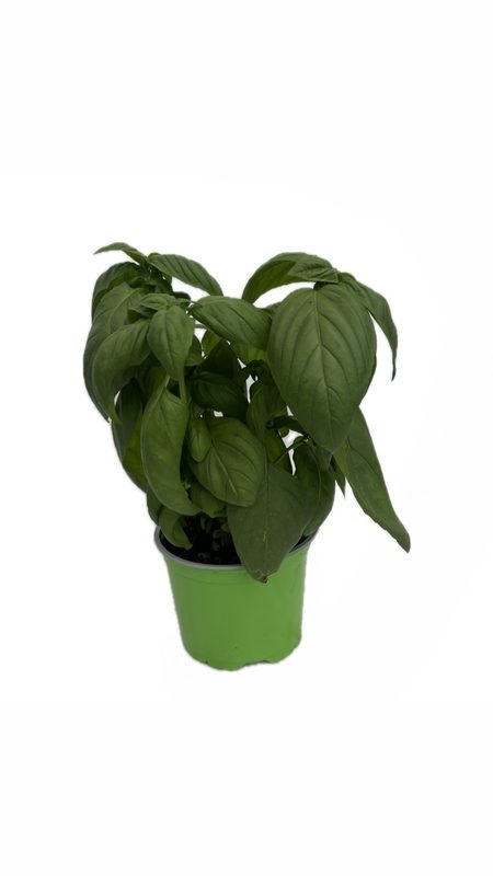 Basil: image 1