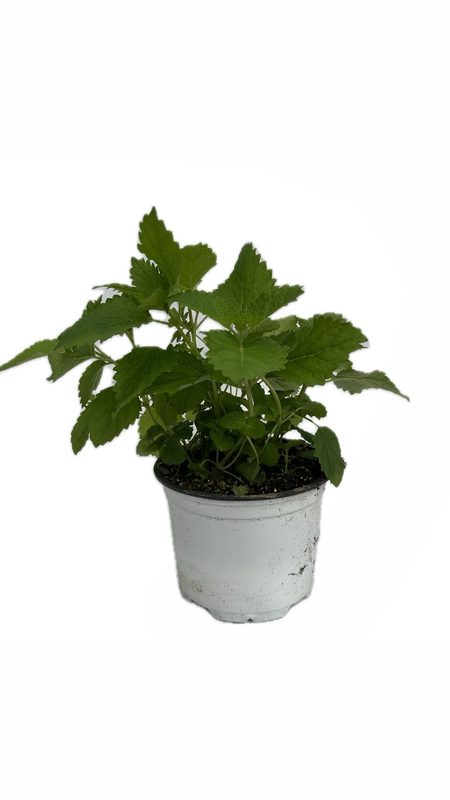 Lemon Balm: image 1