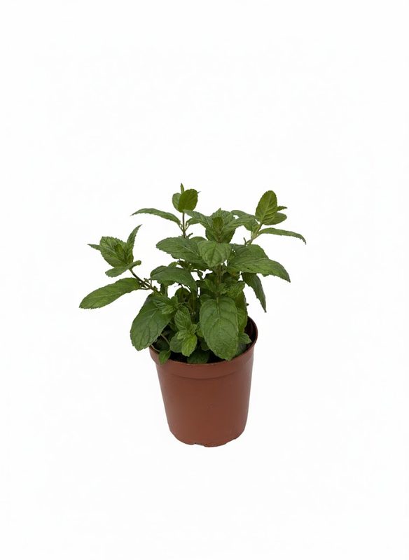 Mint