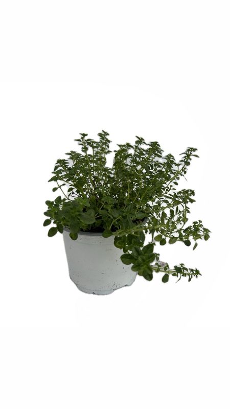Thyme: image 1