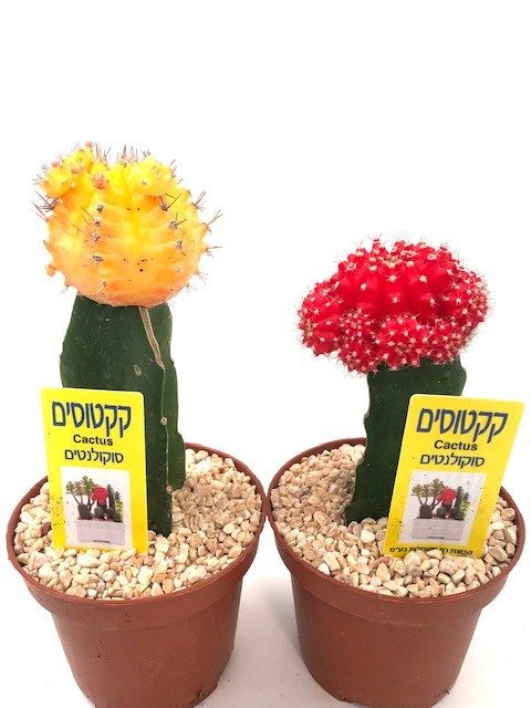Desert Cactus Garden