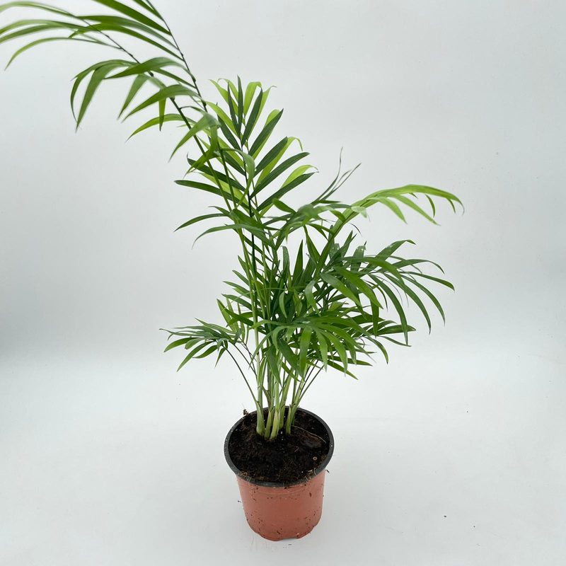 Parlor Palm: image 1