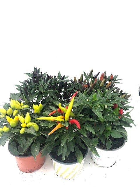 Spicy Chili Pepper Plant: image 1
