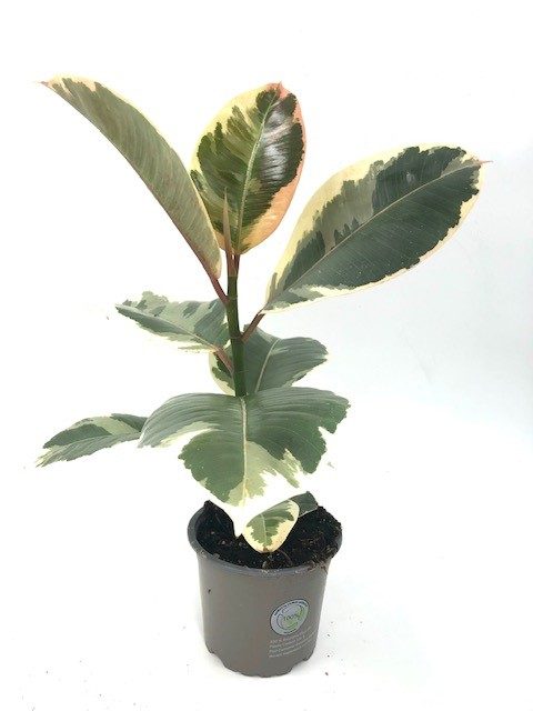 Rubber Plant